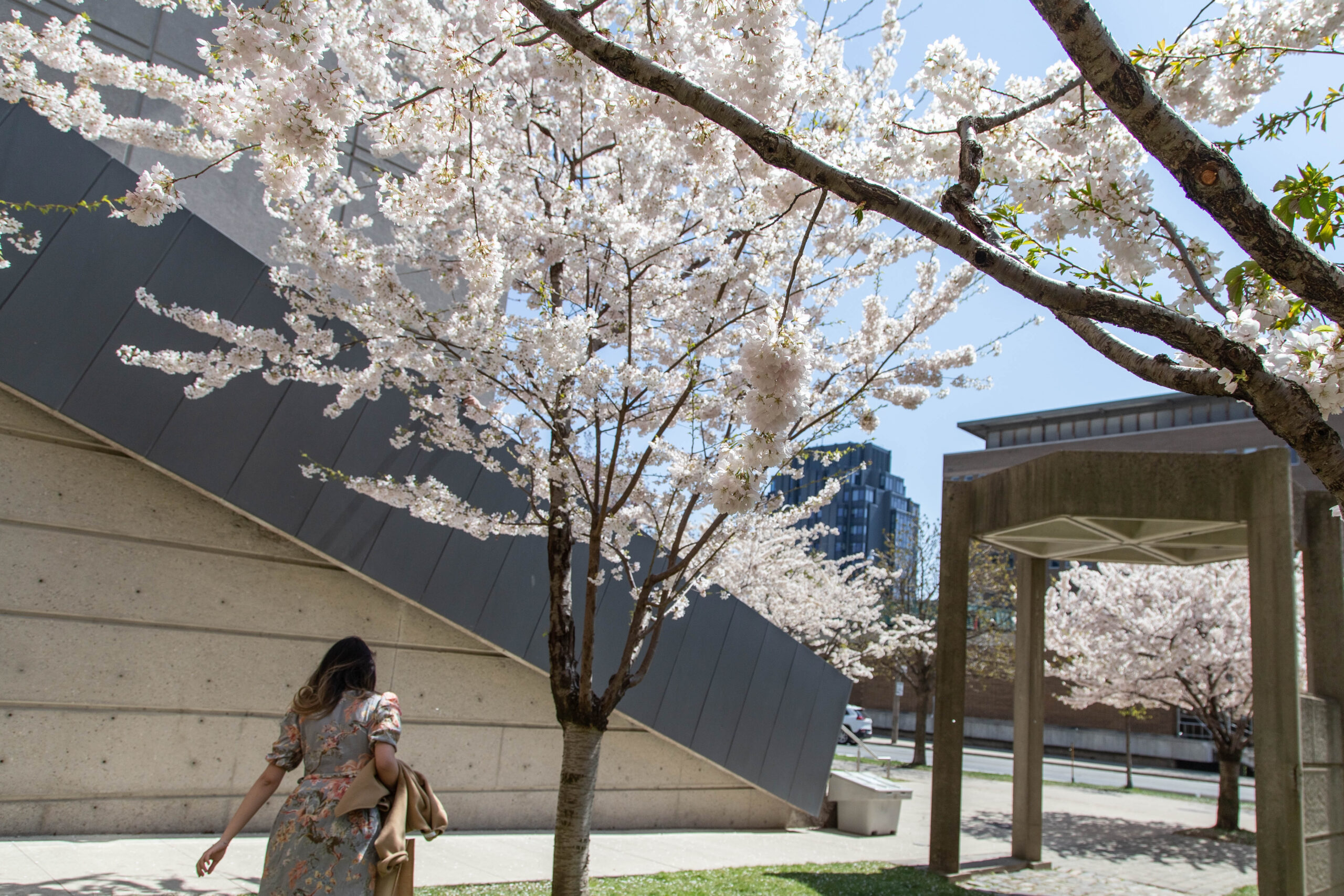 A woman walks past blooming Cherry Blossom trees in front of Robarts Library.